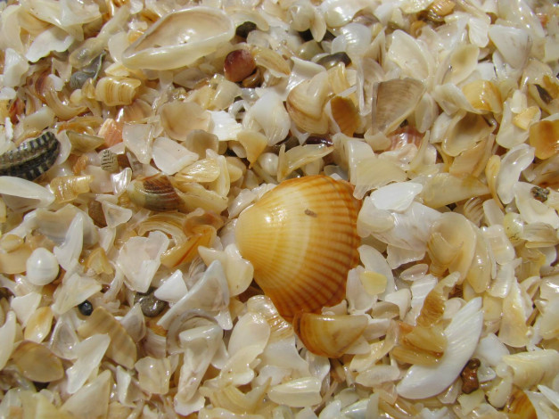 Обои картинки фото разное, ракушки, кораллы, декоративные, spa, камни