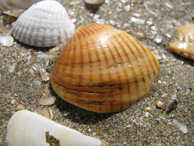 Обои картинки фото разное, ракушки, кораллы, декоративные, spa, камни