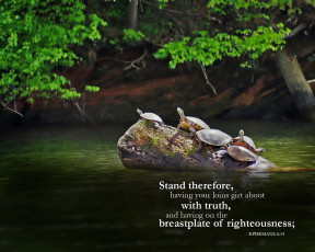 Картинка животные Черепахи