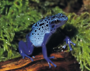 Картинка животные лягушки