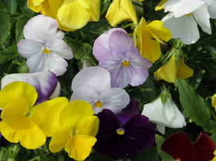 обоя цветы, анютины, глазки, садовые, фиалки