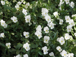 Картинка цветы анютины глазки садовые фиалки