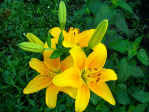 обоя цветы, лилии, лилейники