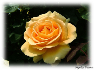 Картинка цветы розы