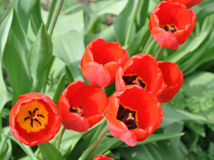 Картинка цветы тюльпаны