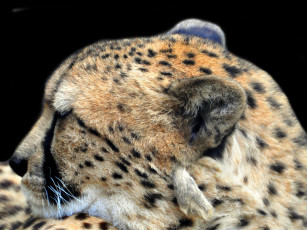 Картинка животные гепарды