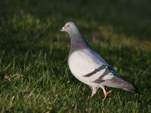 Картинка животные голуби