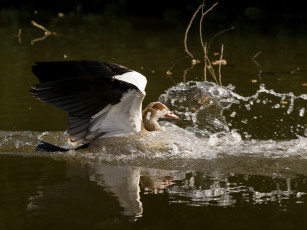 Картинка животные гуси