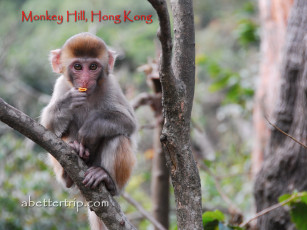 Картинка животные обезьяны