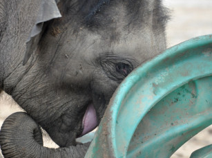 Картинка животные слоны