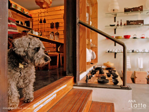 Картинка животные собаки