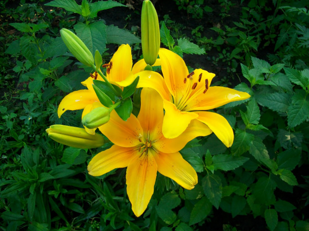 Обои картинки фото цветы, лилии, лилейники