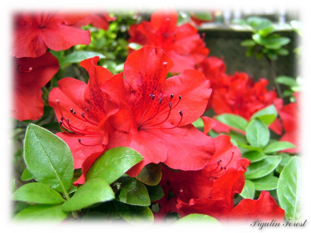 Обои картинки фото цветы, рододендроны, азалии