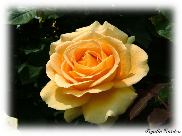 Обои картинки фото цветы, розы