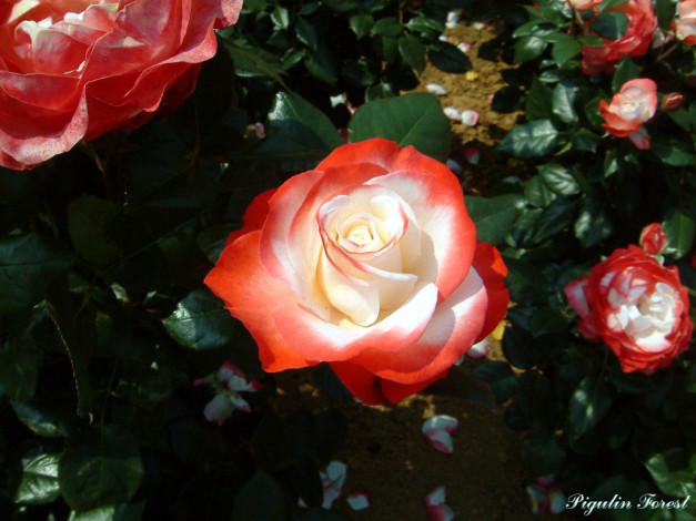 Обои картинки фото цветы, розы