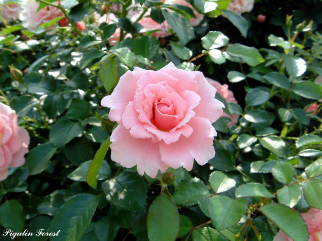 Обои картинки фото цветы, розы