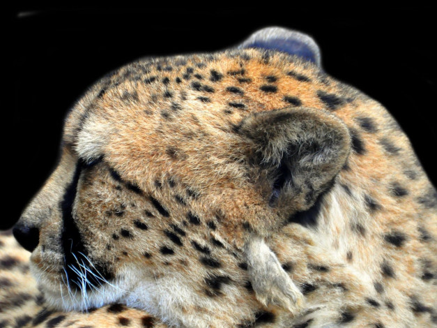 Обои картинки фото животные, гепарды