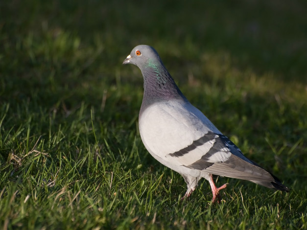 Обои картинки фото животные, голуби