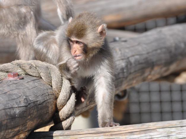 Обои картинки фото животные, обезьяны