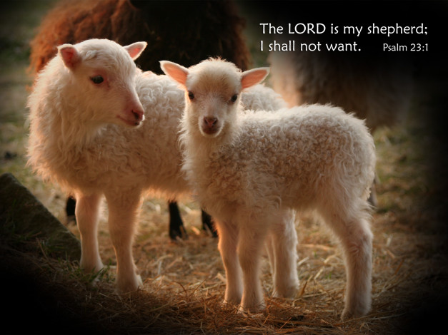 Обои картинки фото животные, овцы, бараны