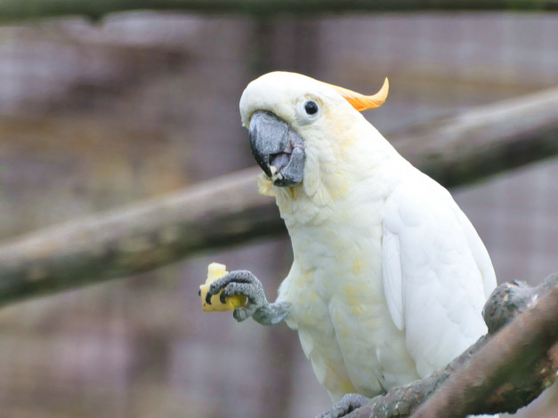 Обои картинки фото животные, попугаи