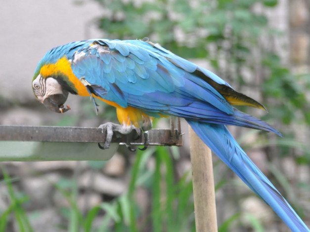 Обои картинки фото животные, попугаи