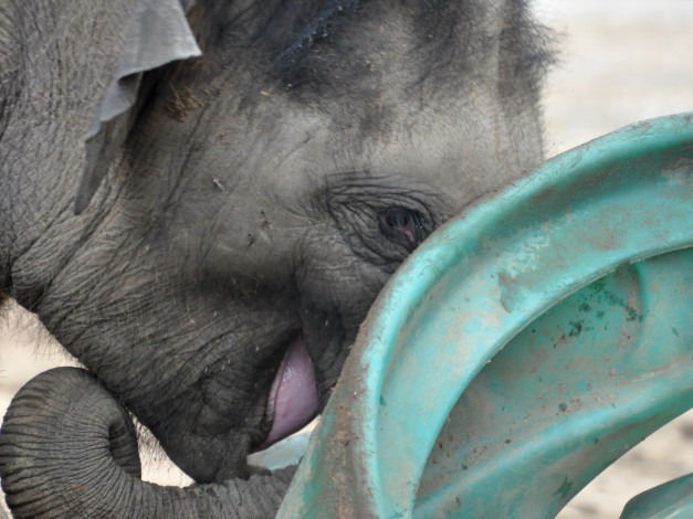 Обои картинки фото животные, слоны