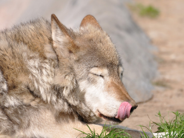 Обои картинки фото животные, волки