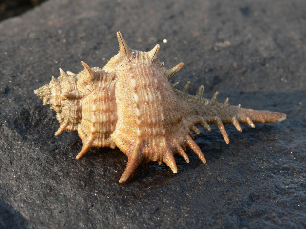 Обои картинки фото разное, ракушки, кораллы, декоративные, spa, камни, шипы