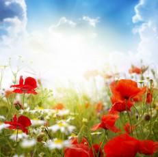 обоя цветы, луговые, полевые, маки, ромашки