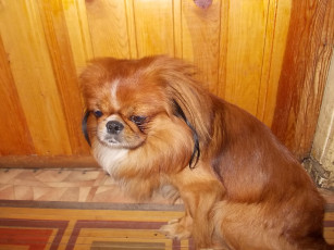 обоя банди, животные, собаки, собачка, грустит