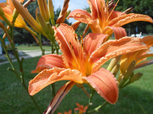 обоя цветы, лилии, лилейники