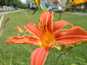 Картинка цветы лилии лилейники