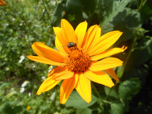 Картинка цветы рудбекия желтые