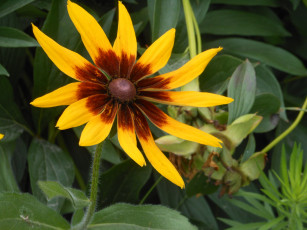 Картинка цветы рудбекия желтый