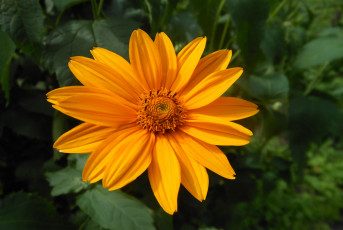 Картинка цветы рудбекия