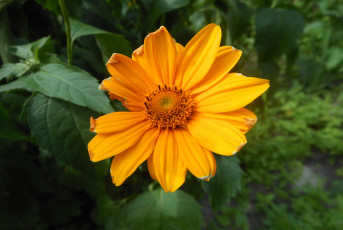 Картинка цветы рудбекия