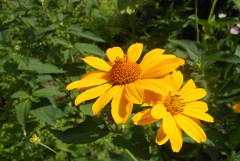 Картинка цветы рудбекия