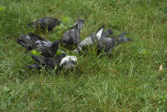 Картинка животные голуби