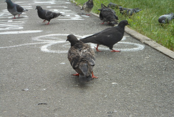 Картинка животные голуби