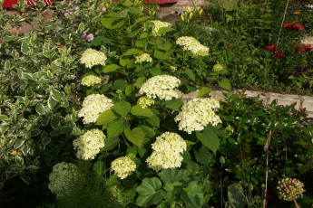 Картинка цветы гортензия