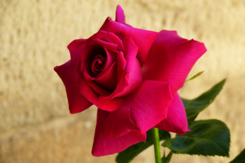 Картинка цветы розы роза красная