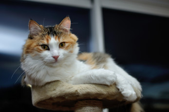 Картинка животные коты мордашка