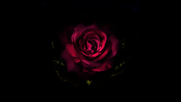 Картинка цветы розы красная фон темный роза