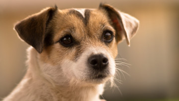 Картинка животные собаки собака взгляд