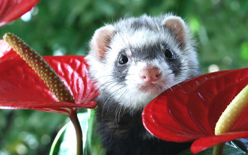 Картинка животные хорьки ласки соболи горностаи куницы фретка хорёк антуриум цветы