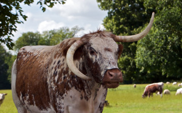 Картинка животные коровы буйволы луг корова кривой рог
