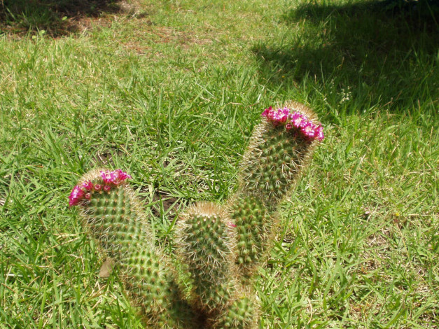 Обои картинки фото цветы, кактусы, трава