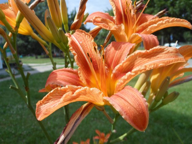 Обои картинки фото цветы, лилии, лилейники