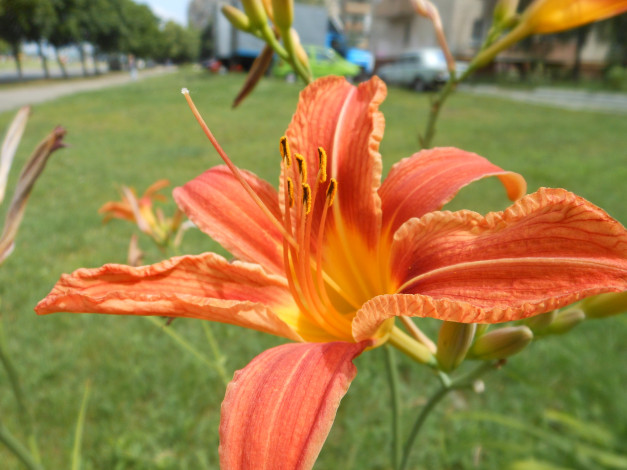 Обои картинки фото цветы, лилии, лилейники